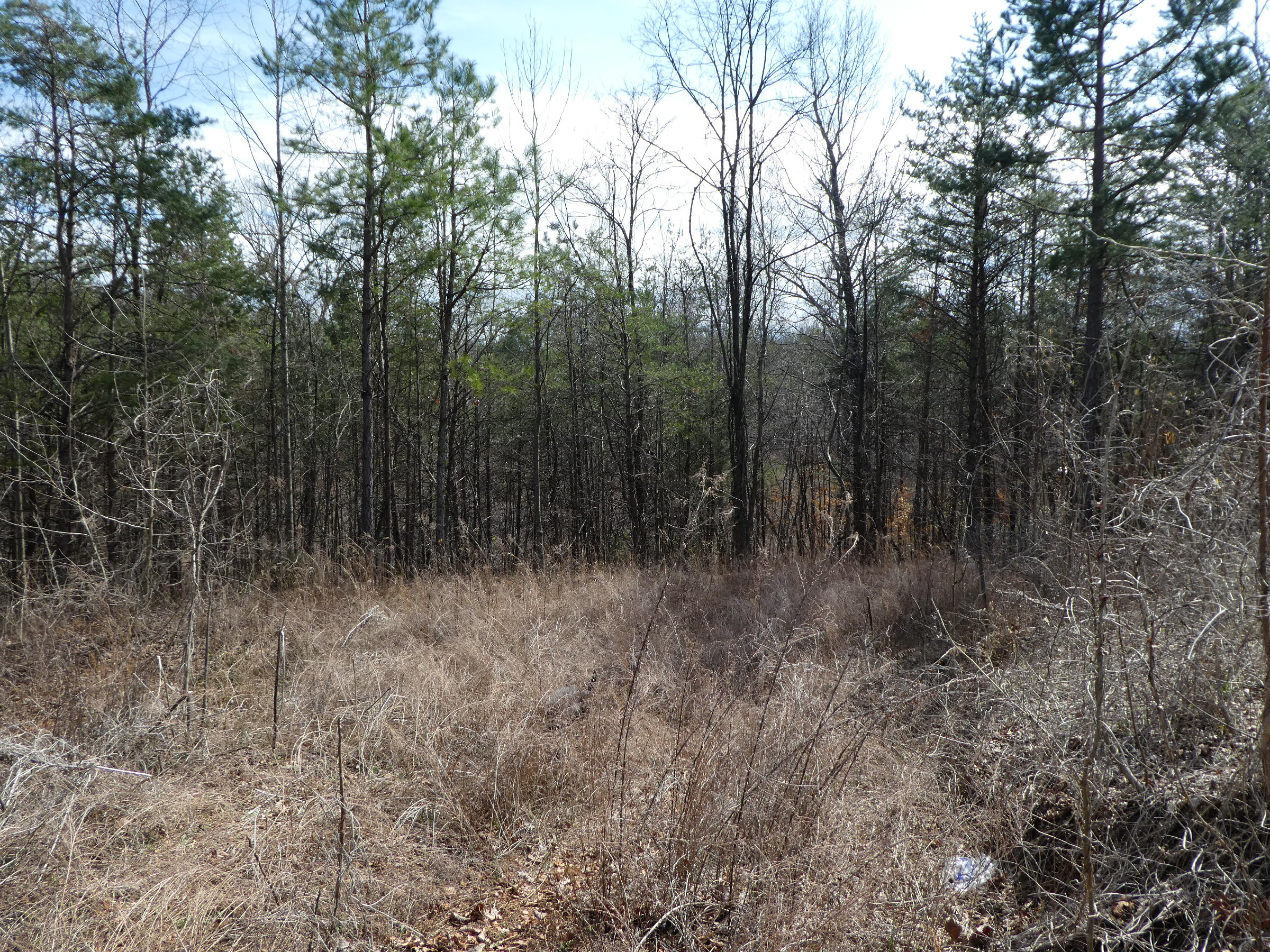 1.2 Acre Lot For Sale in Marion with Well, Septic Tank and Electric! Asking $29,900!